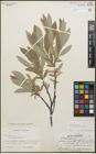 Foto von Salix glauca L.